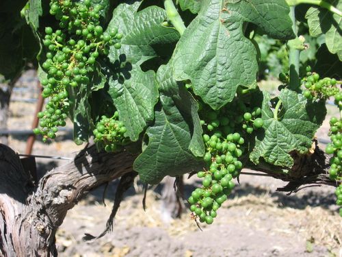 Early_summer_2010_0001