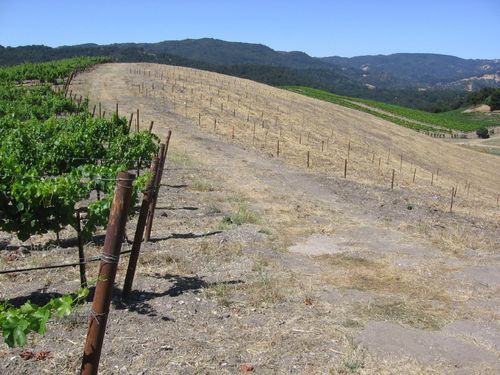 Early_summer_2010_0010