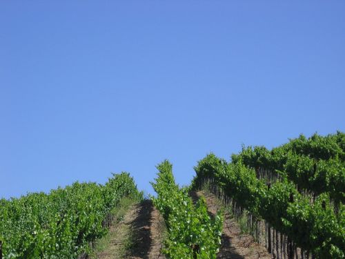 Early_summer_2010_0004