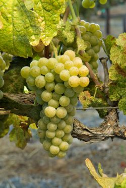 Roussanne