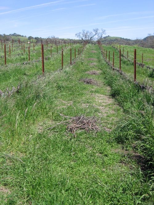 Green_vineyard_0010