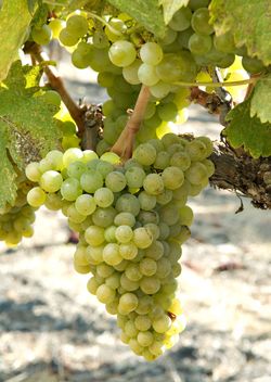 Picpoul