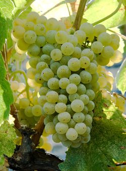 GrenacheBlanc
