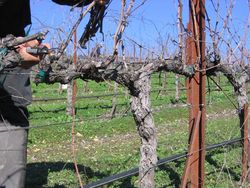 Pruning_2010_0005