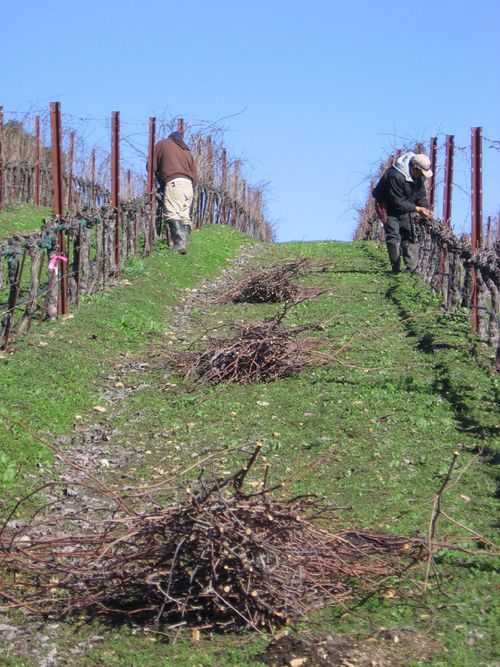 Pruning_2010_0012