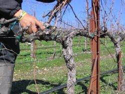 Pruning_2010_0006