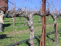 Pruning_2010_0008