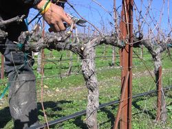 Pruning_2010_0007