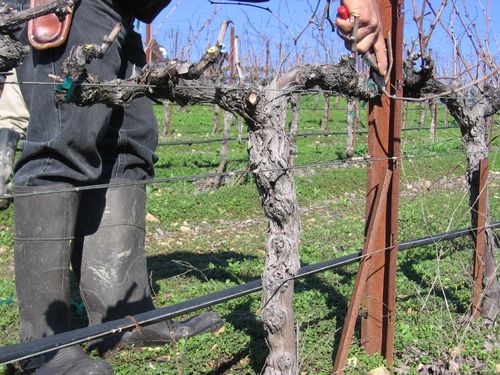 Pruning_2010_0009