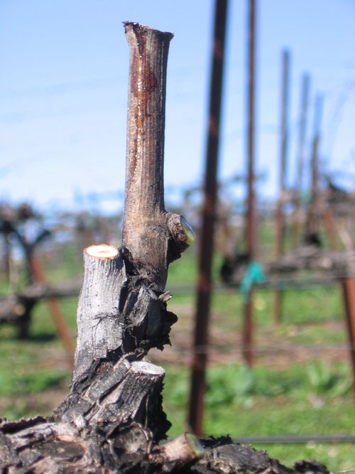 Pruning_2010_0002