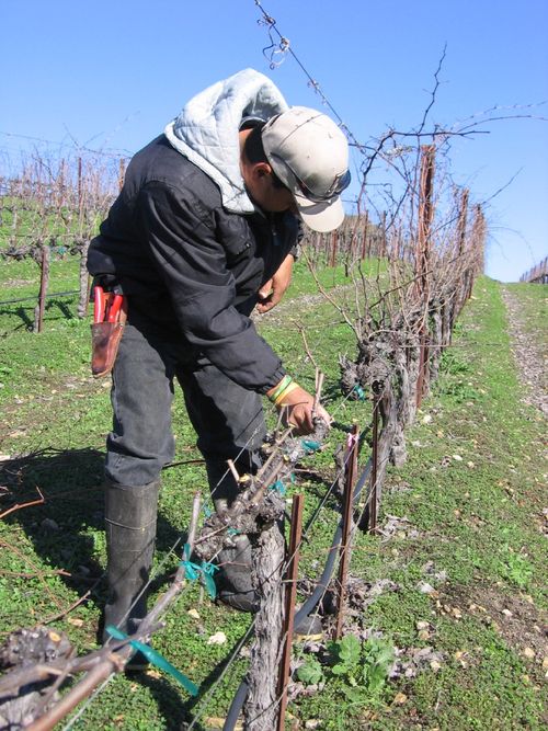 Pruning_2010_0003