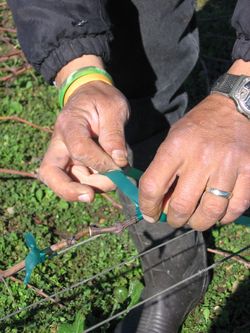 Pruning_2010_0004
