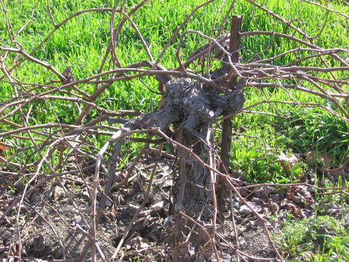 Syrah_trellis_0001