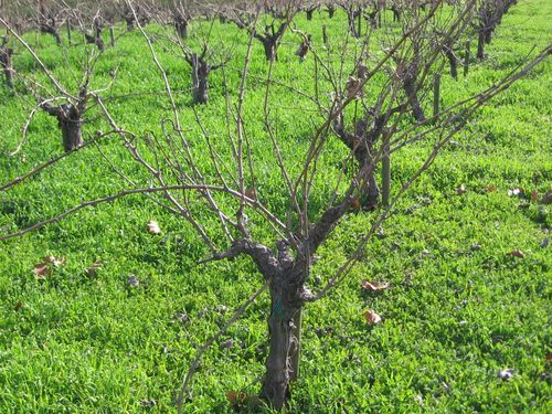 Syrah_trellis_0002