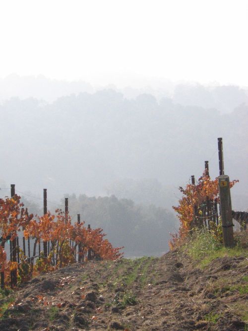 Misty_morning_0004