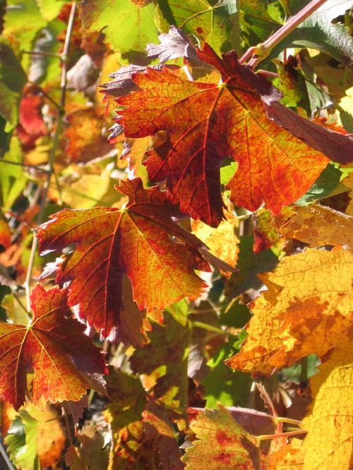 Nov09_0006
