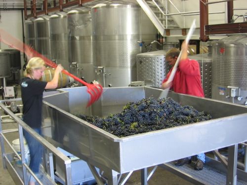 First_Syrah_2009_0005