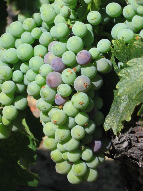 Veraison2009_0008