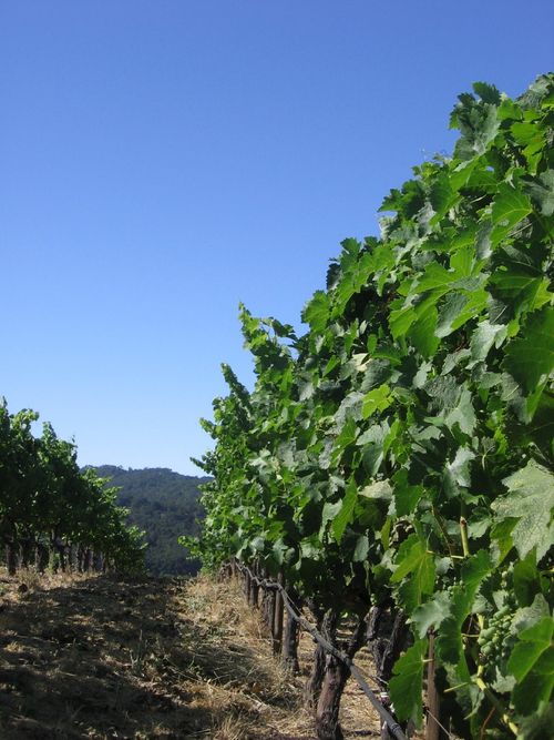 Veraison2009_0005