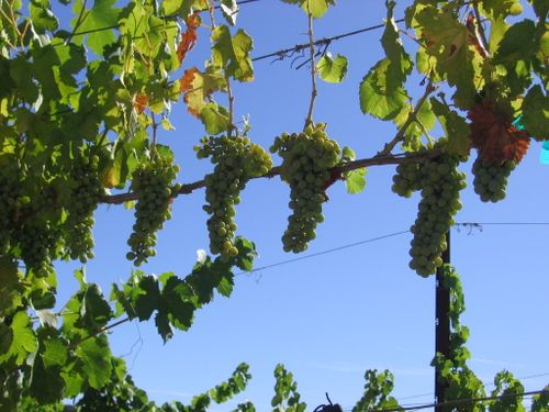 Veraison2009_0011