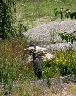 Blue_heron_0001