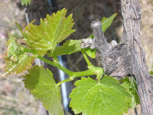 June_vineyard_0002