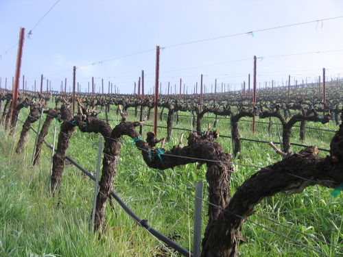 Vineyard_fog_0003