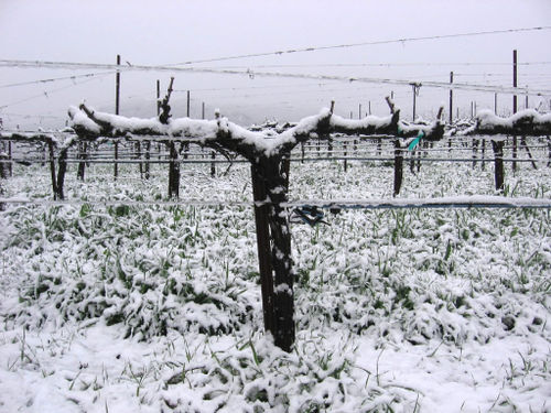 Roussanne vine
