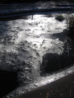 Frosty_morning_0003