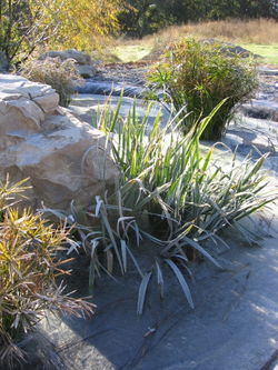 Frosty_morning_0004