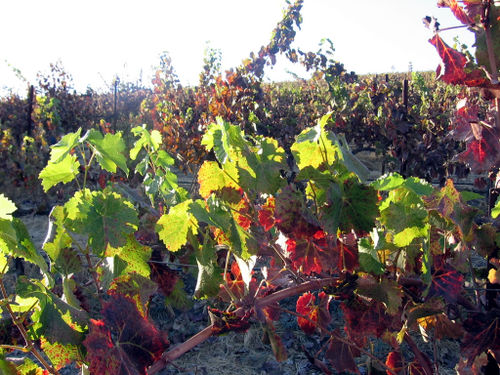 Autumn_2008_0002