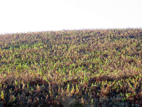 Autumn_2008_0001