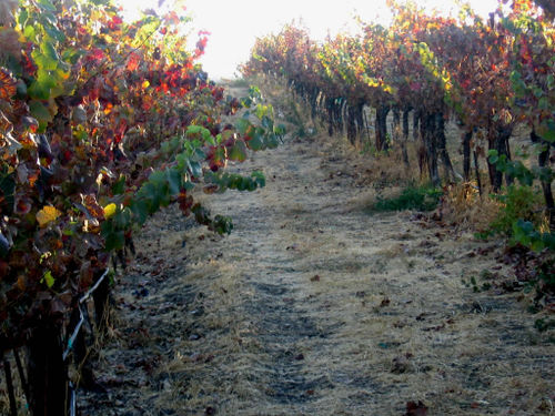 Autumn_2008_0003