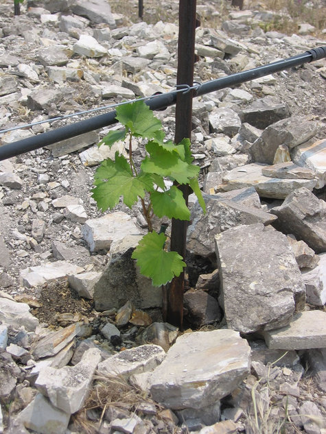 New_mourvedre_vine New_mourvedre_vine