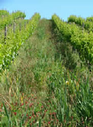 Organic_covercrop_1 Organic_covercrop_1