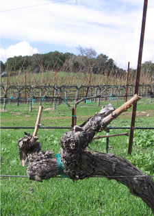 Pruned_and_unpruned_vines_small Pruned_and_unpruned_vines_small
