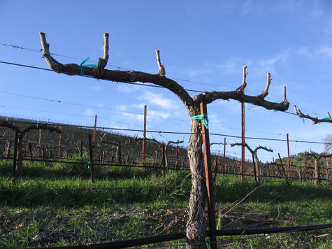 Pruned_mourvedre Pruned_mourvedre