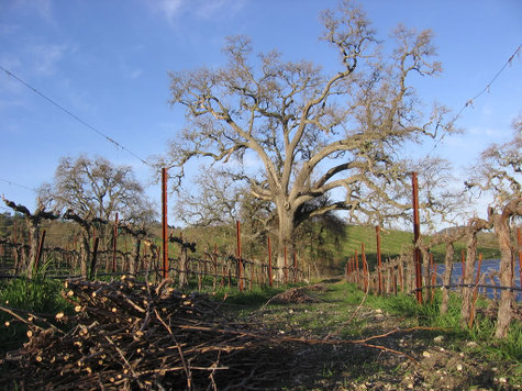 Pruned_vineyard_with_cuttings Pruned_vineyard_with_cuttings