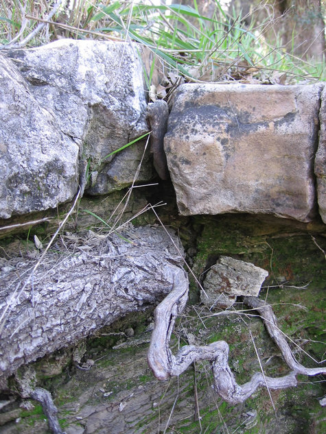 Root_under_limestone_closeup Root_under_limestone_closeup