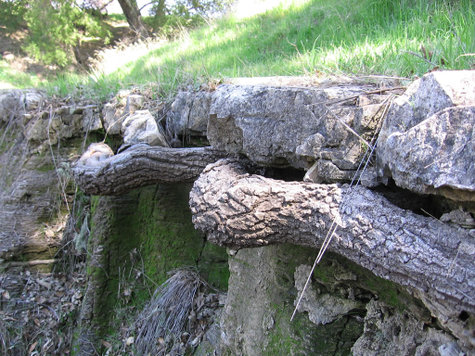 Root_under_limestone_long_view Root_under_limestone_long_view