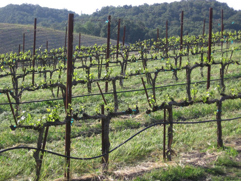Roussanne_hillside Roussanne_hillside