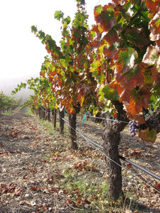 South_through_grenache South_through_grenache
