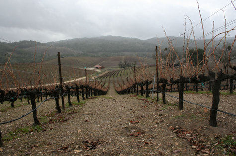 South_through_grenache South_through_grenache