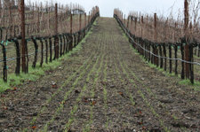 South_through_roussanne South_through_roussanne