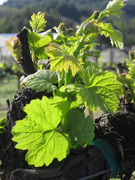 Sprouting_chardonnay Sprouting_chardonnay