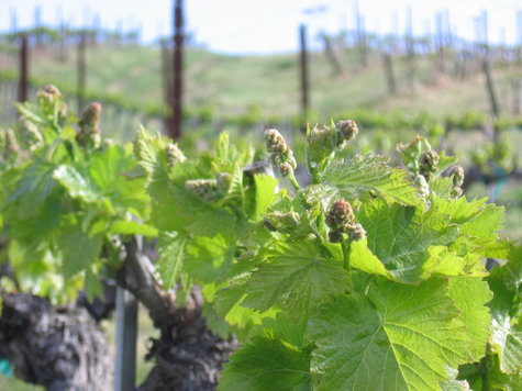 Sprouting_grenache Sprouting_grenache
