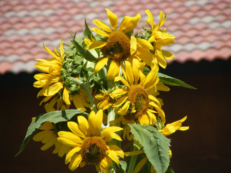 Sunflowers Sunflowers