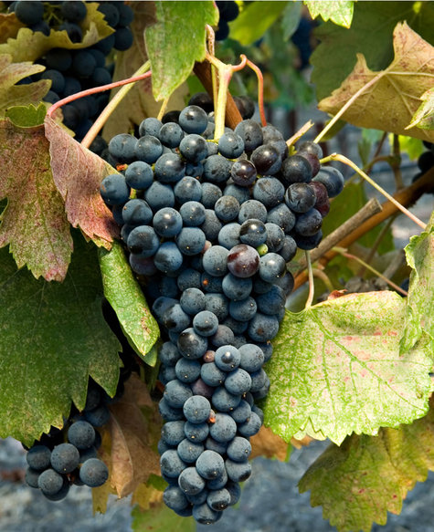 Syrah_2007 Syrah_2007