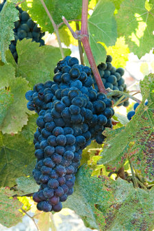 Tannat Tannat