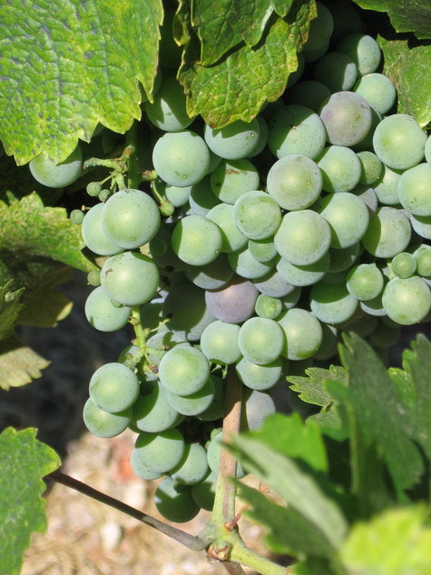 Veraison_2008_counoise Veraison_2008_counoise